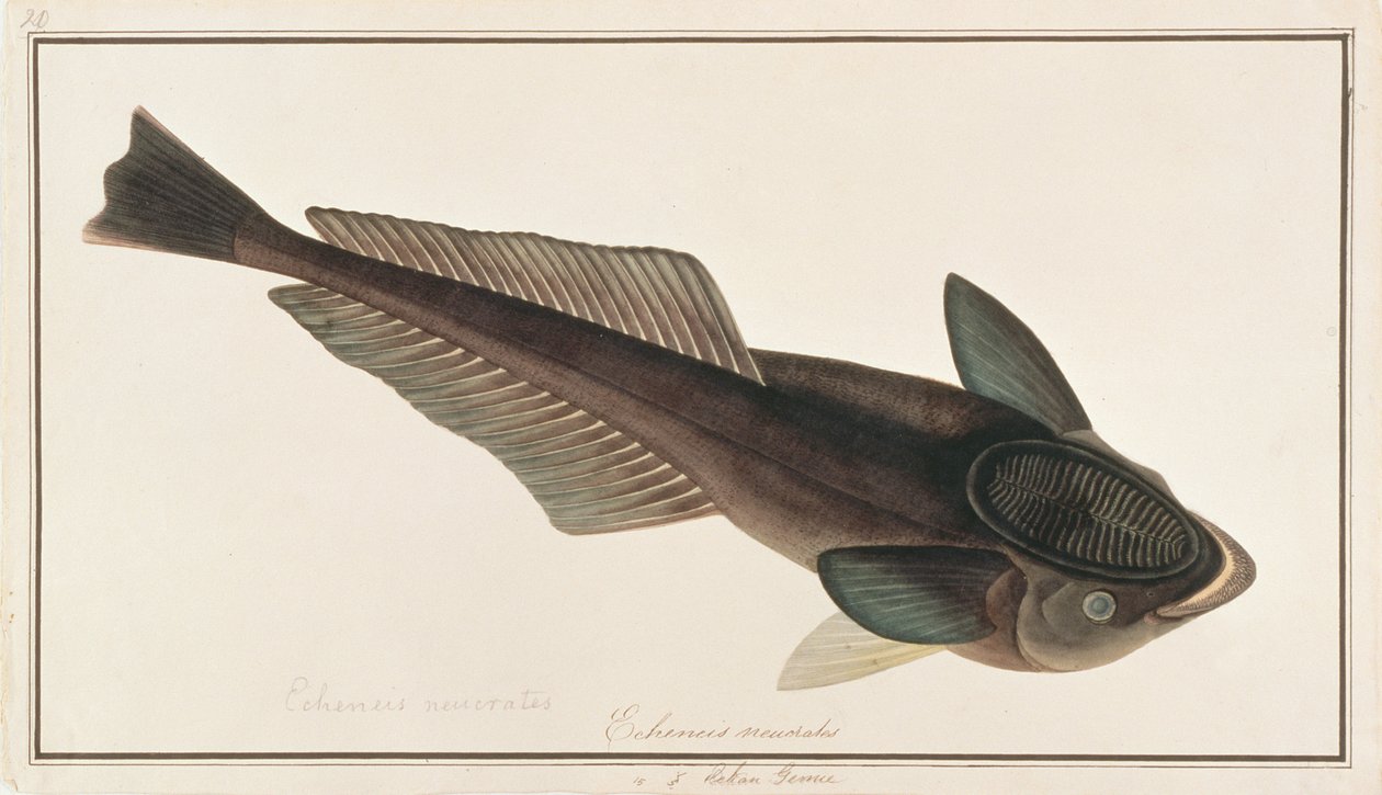 Levende Sharksucker, fra Drawings of Fishes from Malacca, ca. 1805-18 (wc på papir) af Chinese School