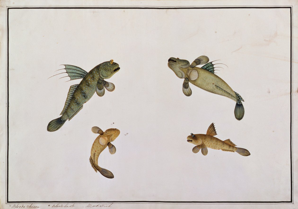 Mud Fish, Bloodo chiena, Bloodo La-ore, fra tegninger af fisk fra Malacca, ca. 1805-18 (wc på papir) af Chinese School