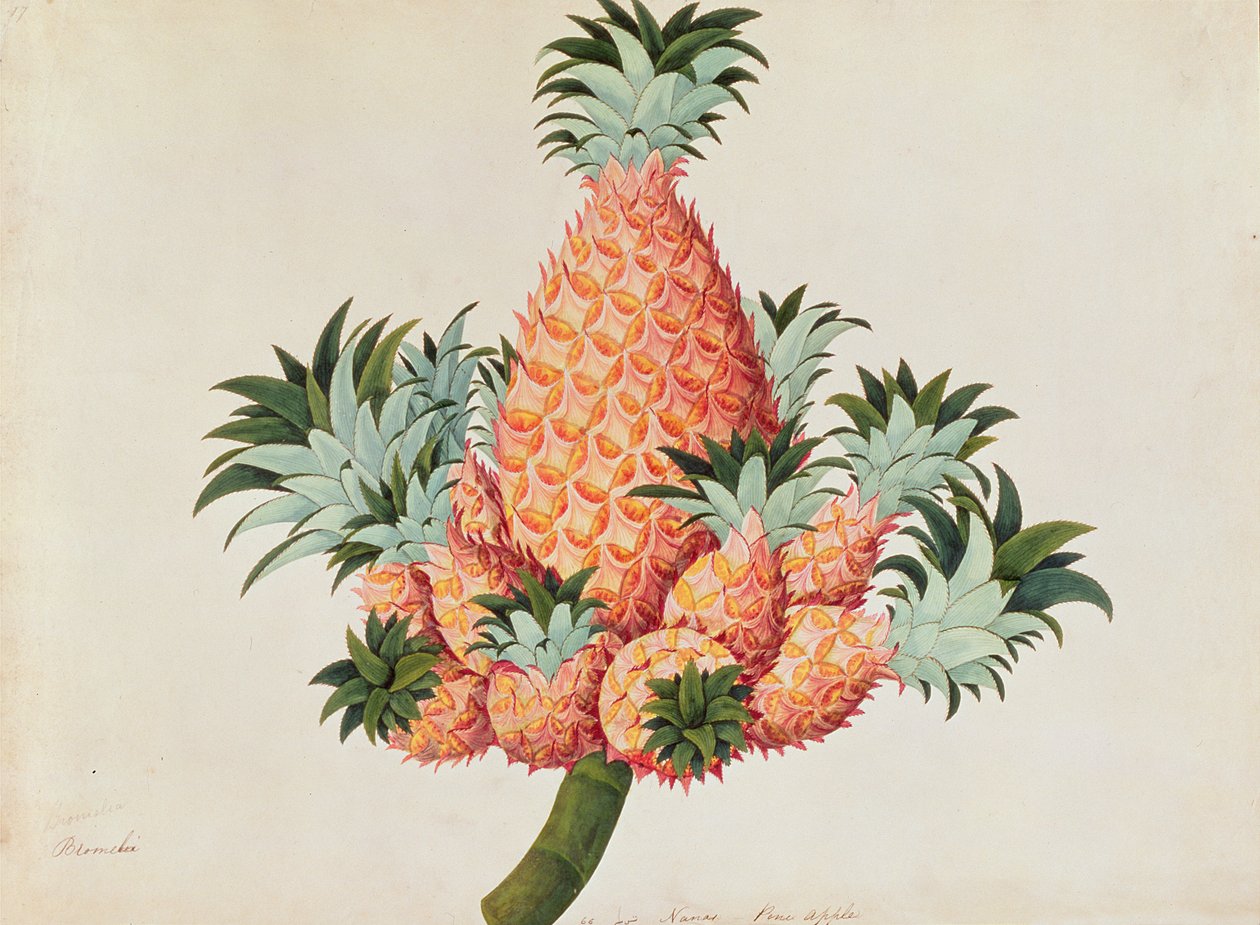 Nanas eller ananas, fra tegninger af planter fra Malacca, ca. 1805-18 (wc på papir) af Chinese School