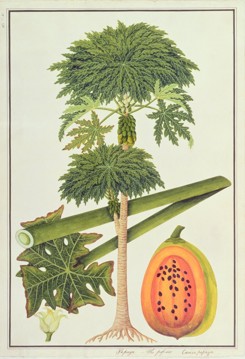 Papaya, The Papau eller Caica Papaya, fra tegninger af planter fra Malacca, ca. 1805-18 (wc på papir) af Chinese School