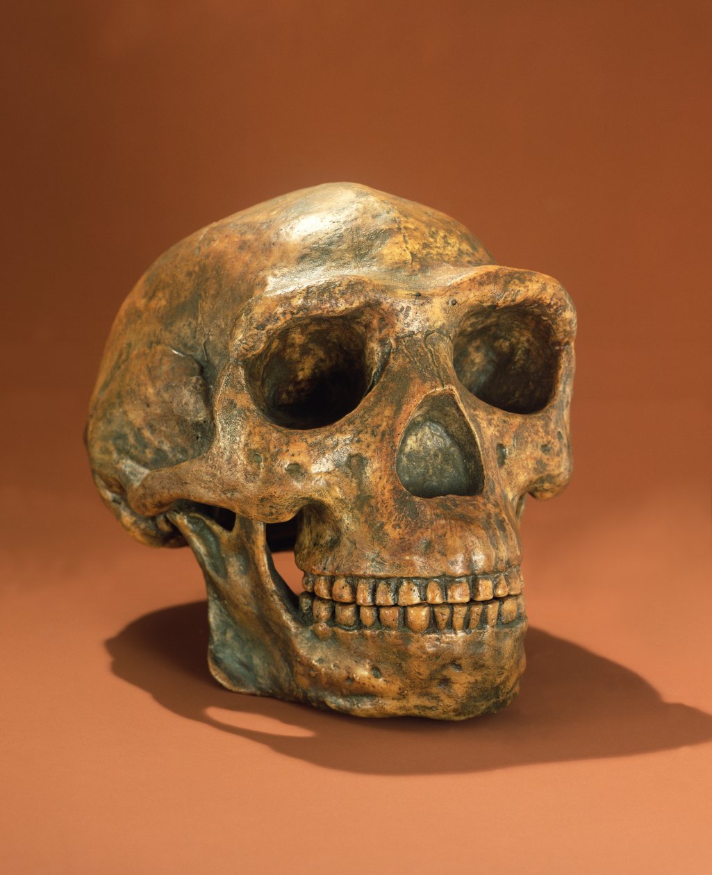 Peking Mans rekonstruerede kranium, Cave Choukoutien (knogle) af Chinese School