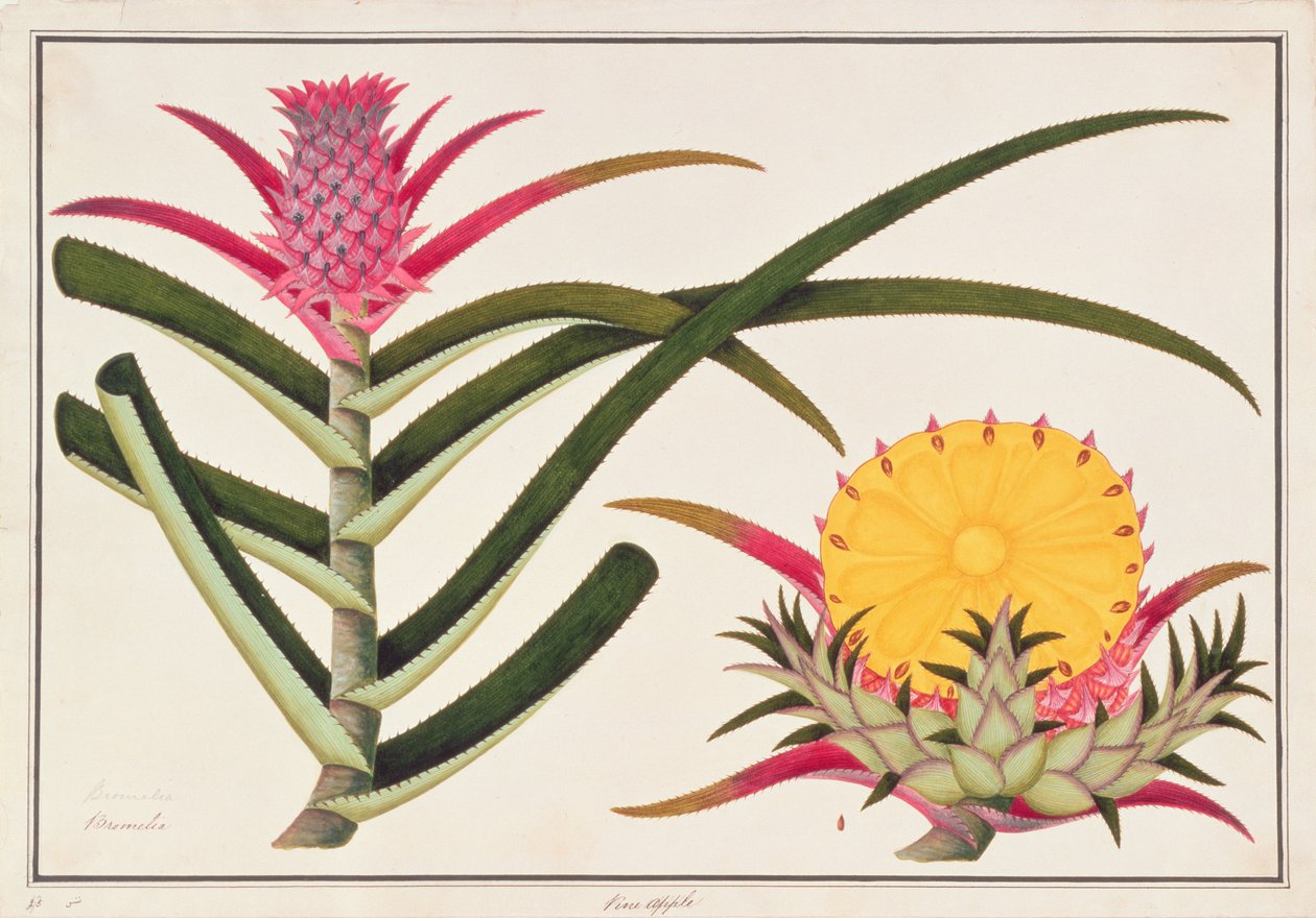 Ananas eller Bromelia, fra tegninger af planter fra Malacca, ca. 1805-18 (wc på papir) af Chinese School