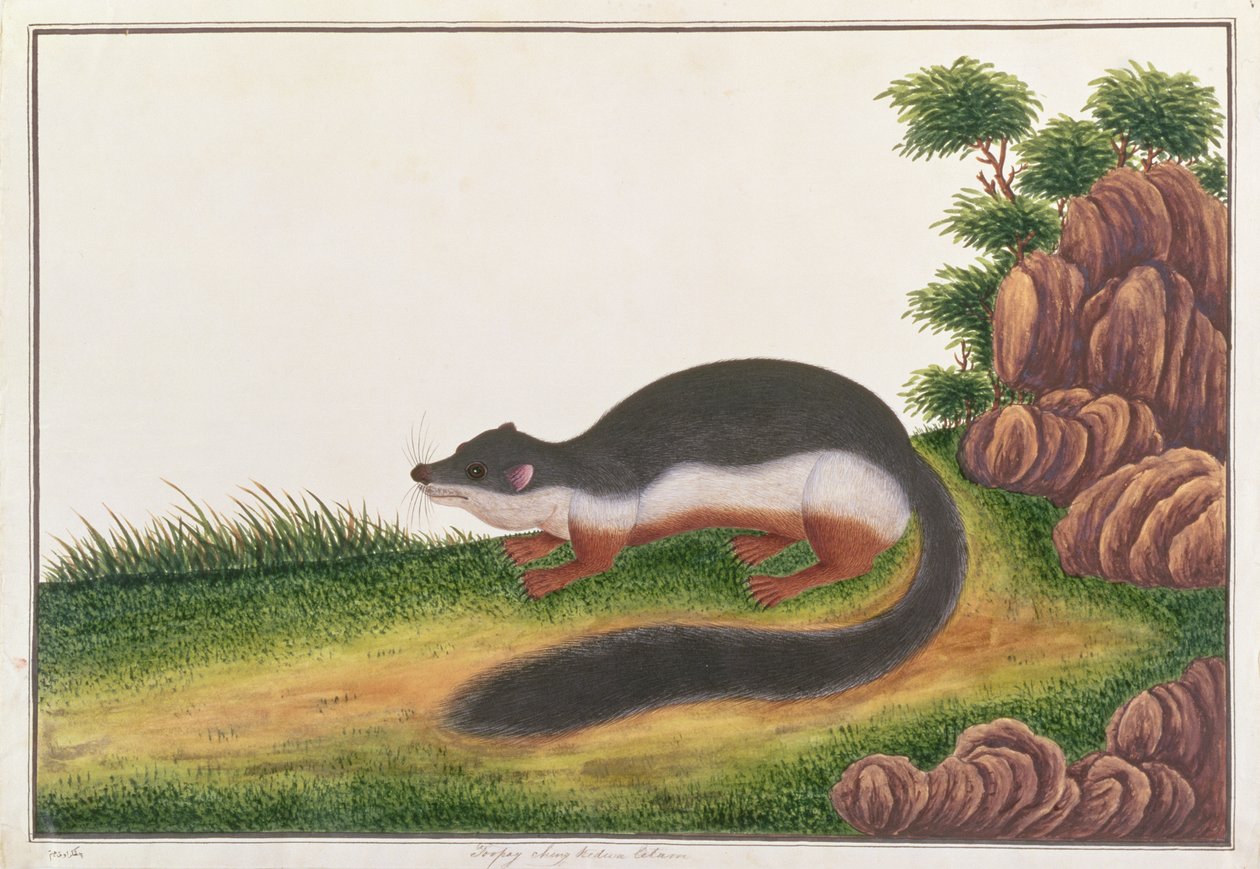 Prevosts Squirrel, fra tegninger af dyr, insekter og krybdyr fra Malacca, ca. 1805-18 (gouache og wc på papir) af Chinese School
