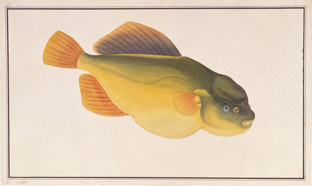 Putterfish, fra tegninger af fisk fra Malacca, ca. 1805-18 (wc på papir) af Chinese School