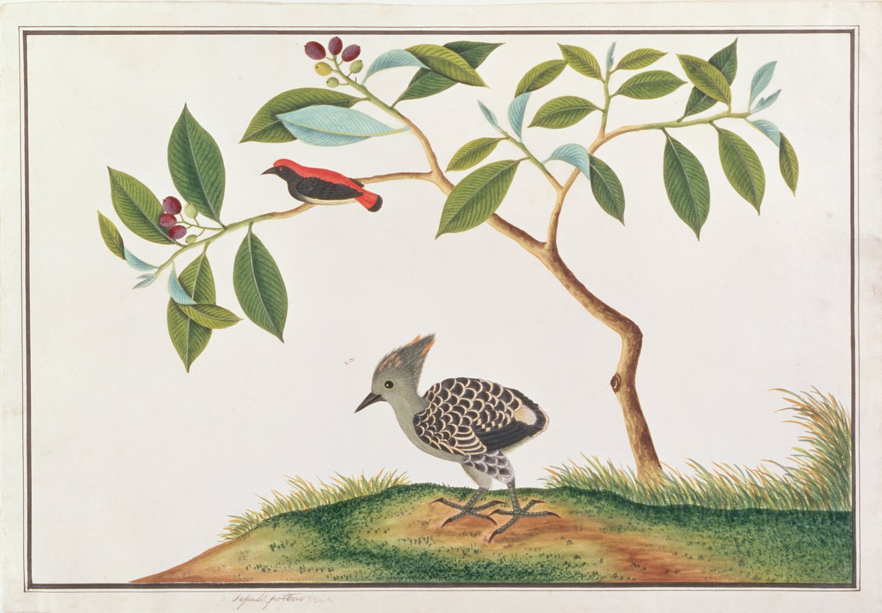 Skarlagenrødt-ryget blomsterspætte med grå-og-gul spætte, fra tegninger af fugle fra Malacca, ca. 1805-18 (wc på papir) af Chinese School