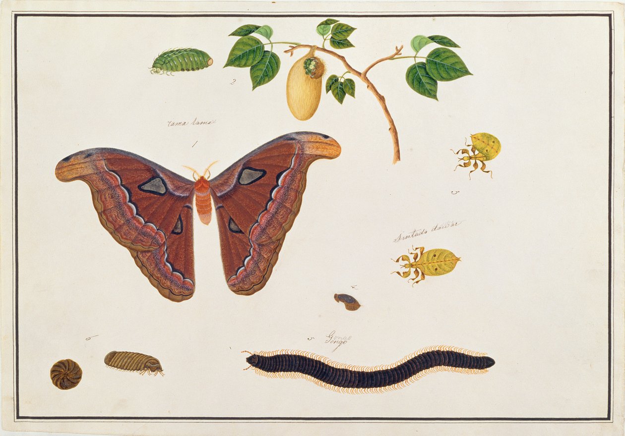 Seks leddyr, fra tegninger af dyr, insekter og krybdyr fra Malacca, ca. 1805-18 (wc og gouache på papir) af Chinese School