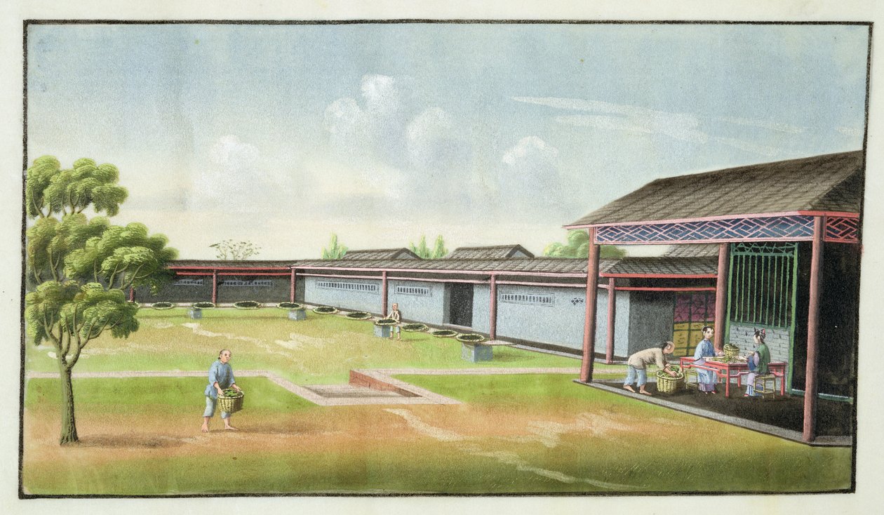 Sortering af små blade til tørring (wc på papir) af Chinese School
