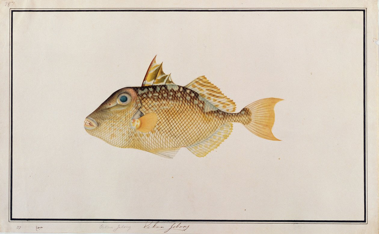 Starry Triggerfish, fra tegninger af fisk fra Malacca, ca. 1805-18 (wc på papir) af Chinese School