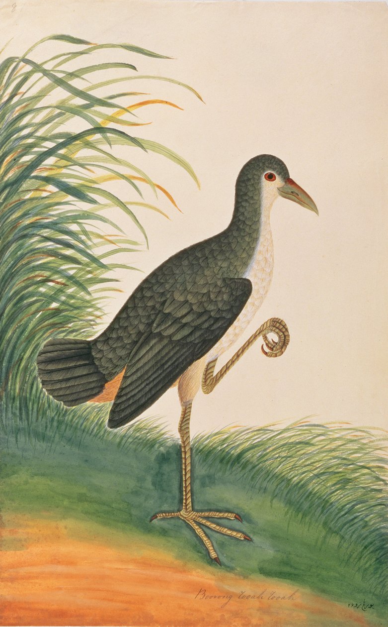 Hvidbryst Waterhen, fra Tegninger af Fugle fra Malacca, ca. 1805-18 (wc på papir) af Chinese School