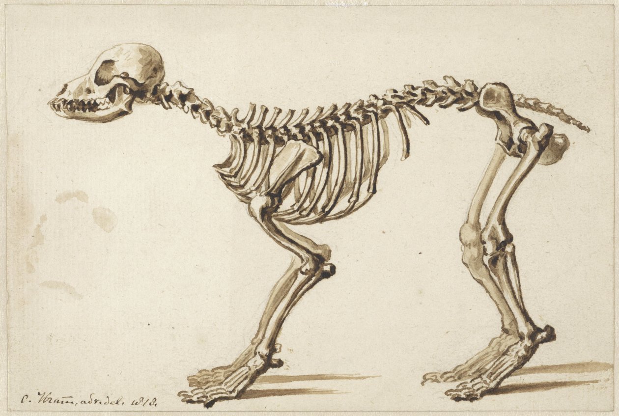 Skelet af en hund fra siden af Christiaan Kramm