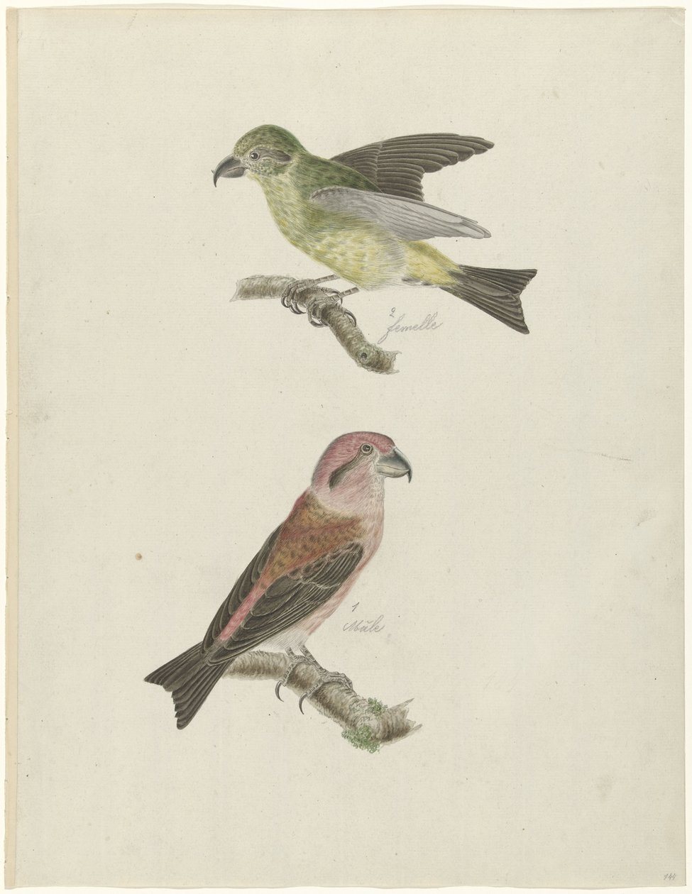 To korsnæb af Christiaan Sepp (possibly)