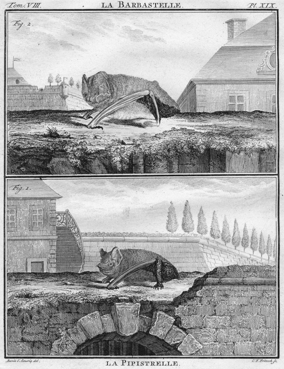La Barbastelle & La Pipistrelle, c1763. af Christian Friedrich Fritzsch