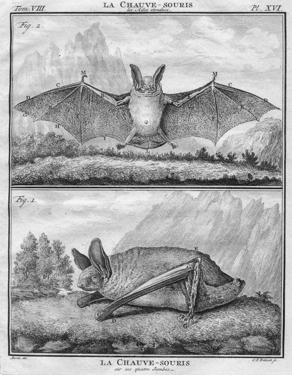 Flagermusens vinger hørt til Flagermusen på dens fire ben, c1763. af Christian Friedrich Fritzsch