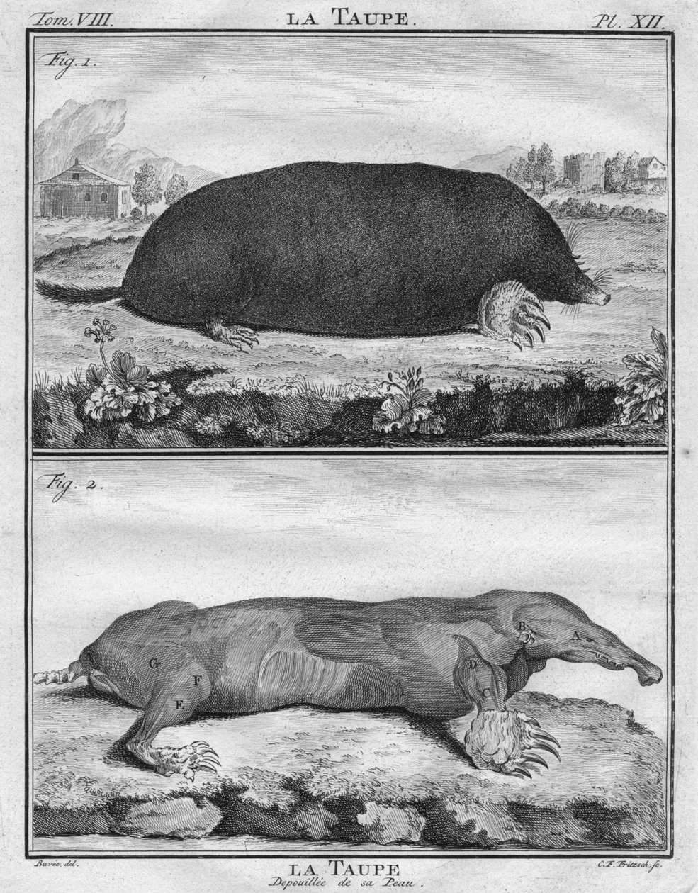 Muldvarpen & Muldvarpen strippet af hendes hud, c1763. af Christian Friedrich Fritzsch