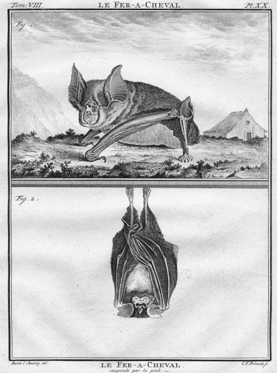 Le Fer-A-Cheval og Le Fer-A-Cheval Suspended by the Feet, c1763. af Christian Friedrich Fritzsch