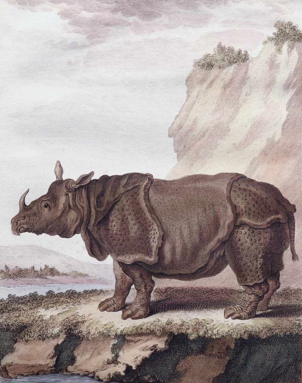 Næsehorn (gravering) af Christian Friedrich Fritzsch