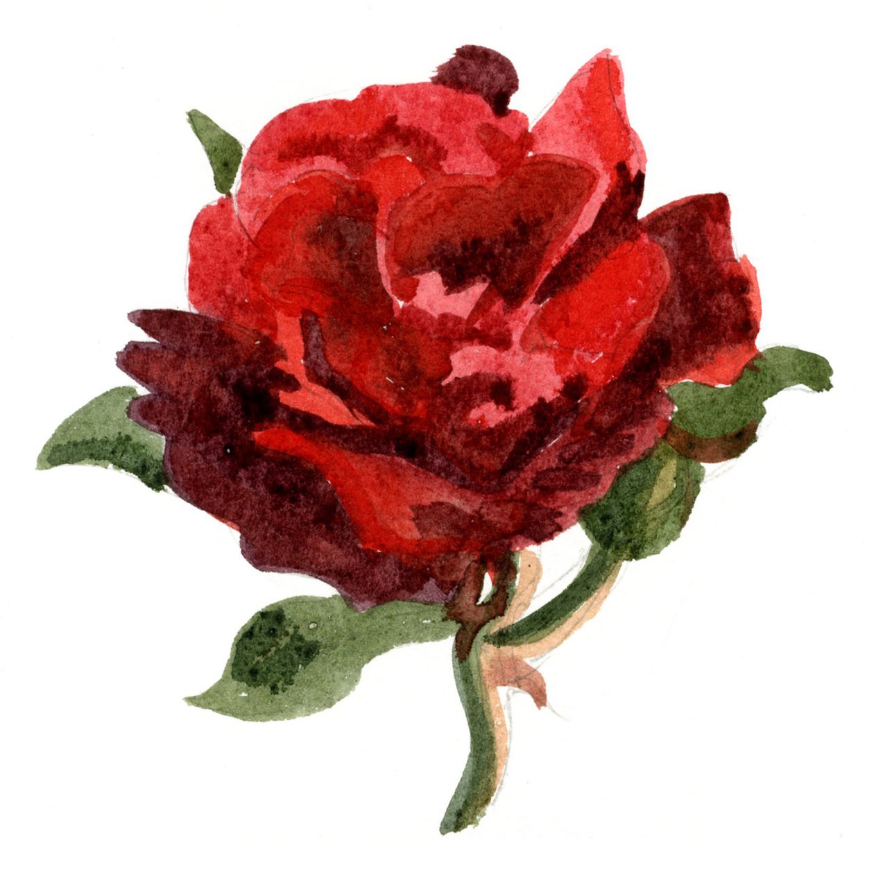 Red Rose, 2011 (akvarel på papir) af Christian Furr