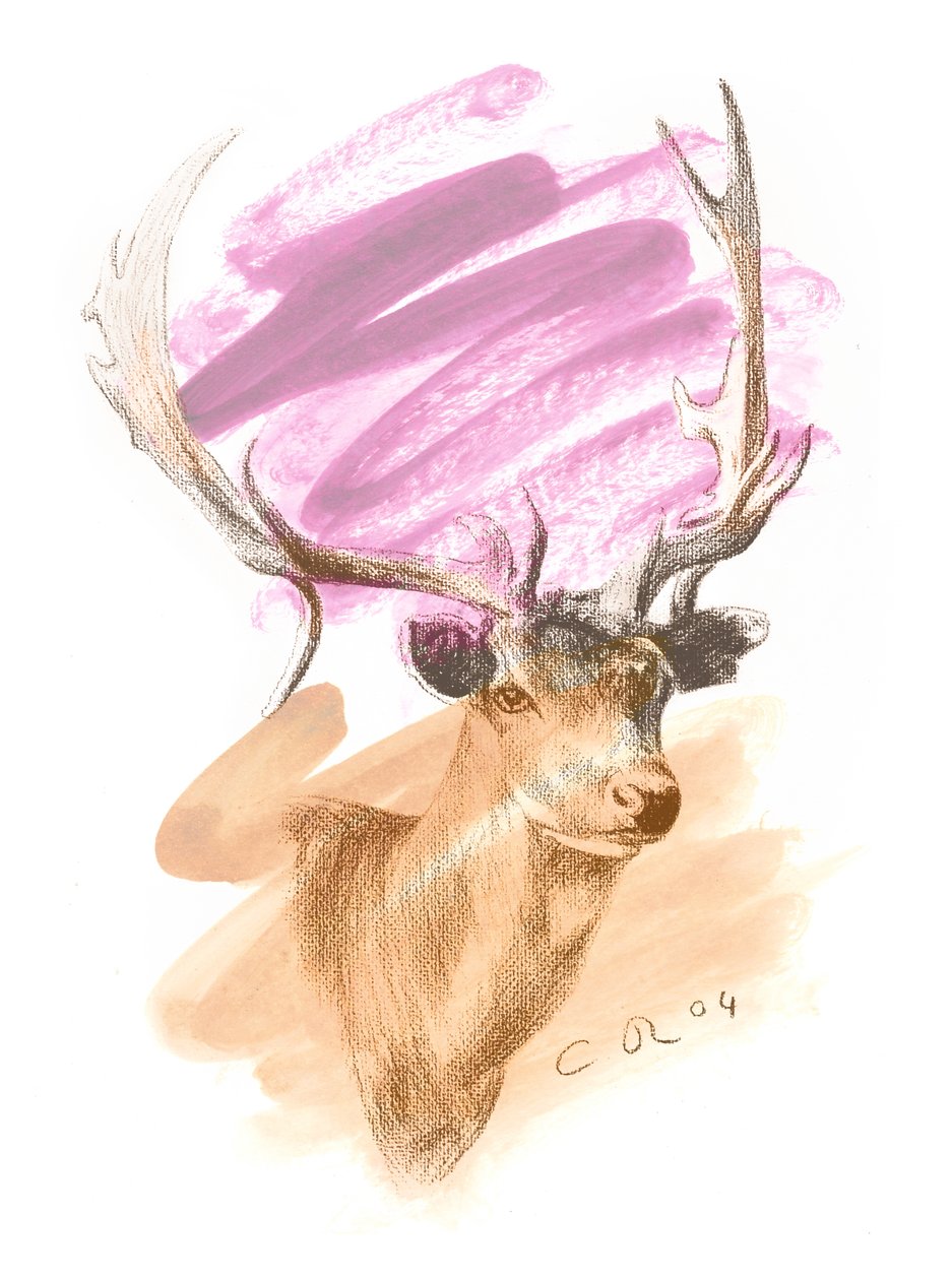Stags Head - Cerise Sienna, 2004 (olie og conte på papir) af Christian Furr