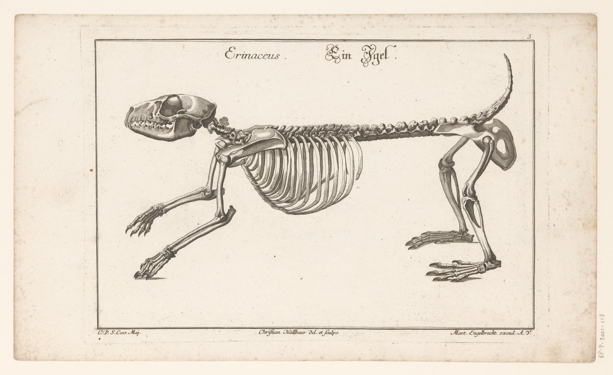 Skelet af et pindsvin Erinaceus / Ein Egel (titel på objekt) Unterschiedliche Sceleta eller Bone-Cörper (serietitel) af Christian Hallbaur
