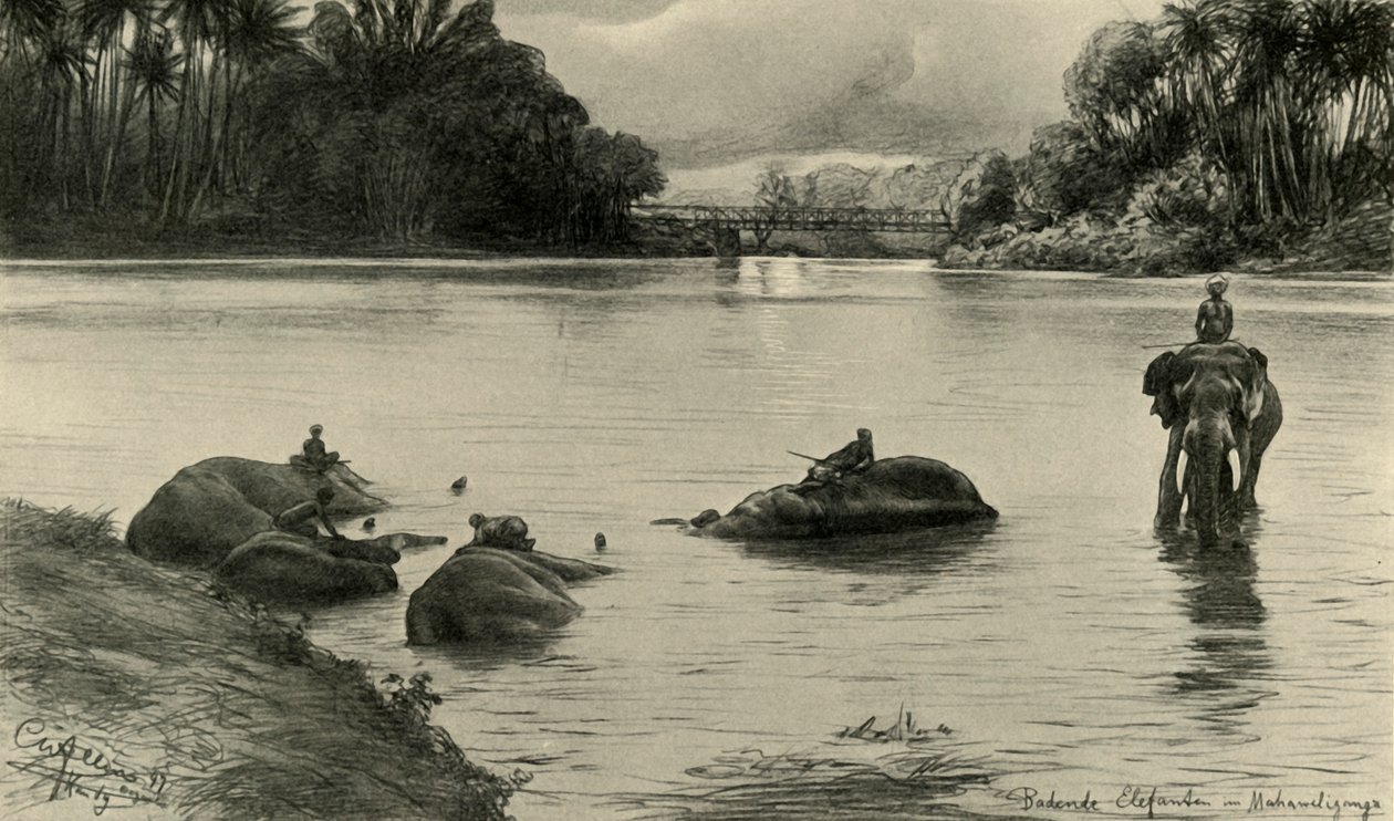Elefanter bader i Mahaweli-floden, Ceylon, 1898. af Christian Wilhelm Allers