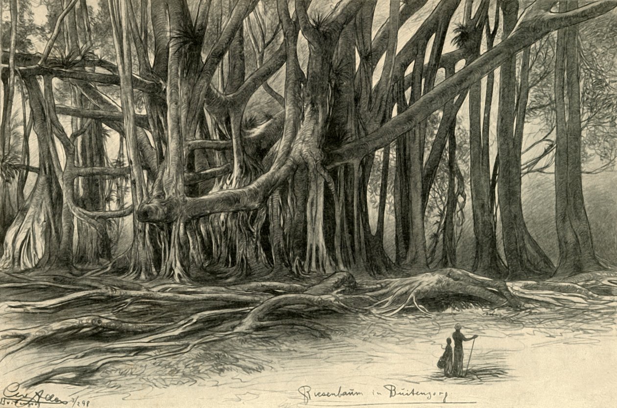 Kæmpetræer i Buitenzorg, Java, 1898. af Christian Wilhelm Allers