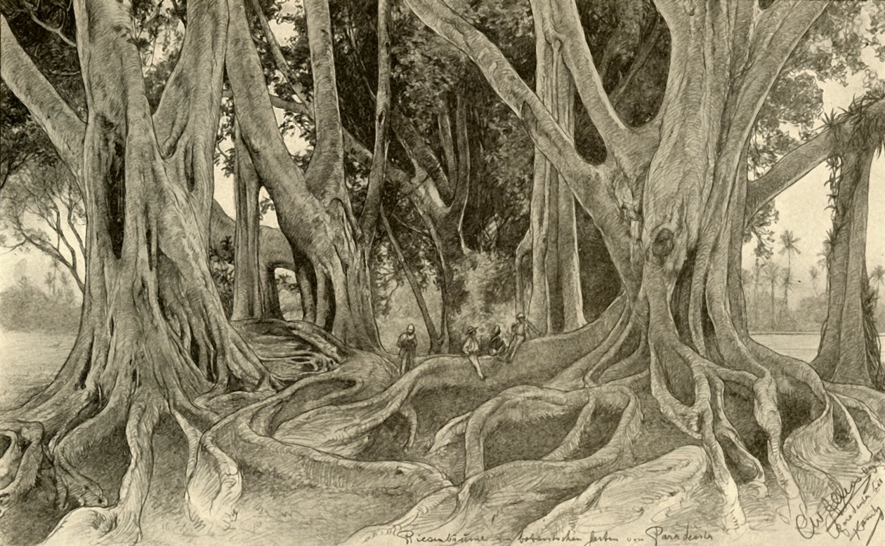 Kæmpetræer i den botaniske have, Peradeniya, Kandy, Ceylon, 1898. af Christian Wilhelm Allers