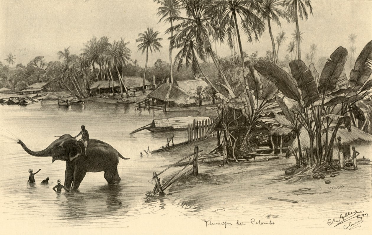 Vask en elefant i floden, Colombo, Ceylon, 1898. af Christian Wilhelm Allers