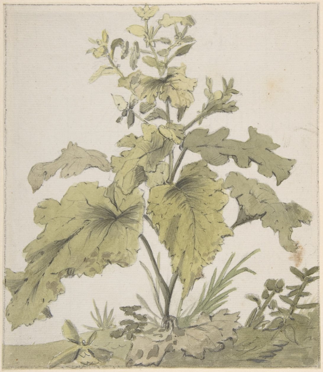 Studie af en plante af Christian Wilhelm Ernst Dietrich