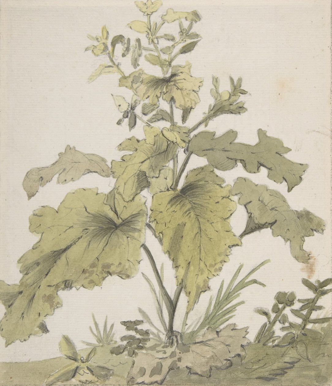 Studie af en plante, 1712-74. af Christian Wilhelm Ernst Dietrich