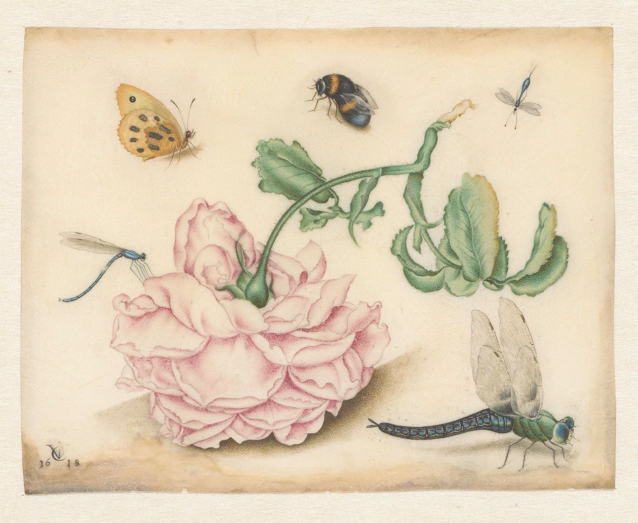 En rose og fem insekter af Christoffel van den Berghe