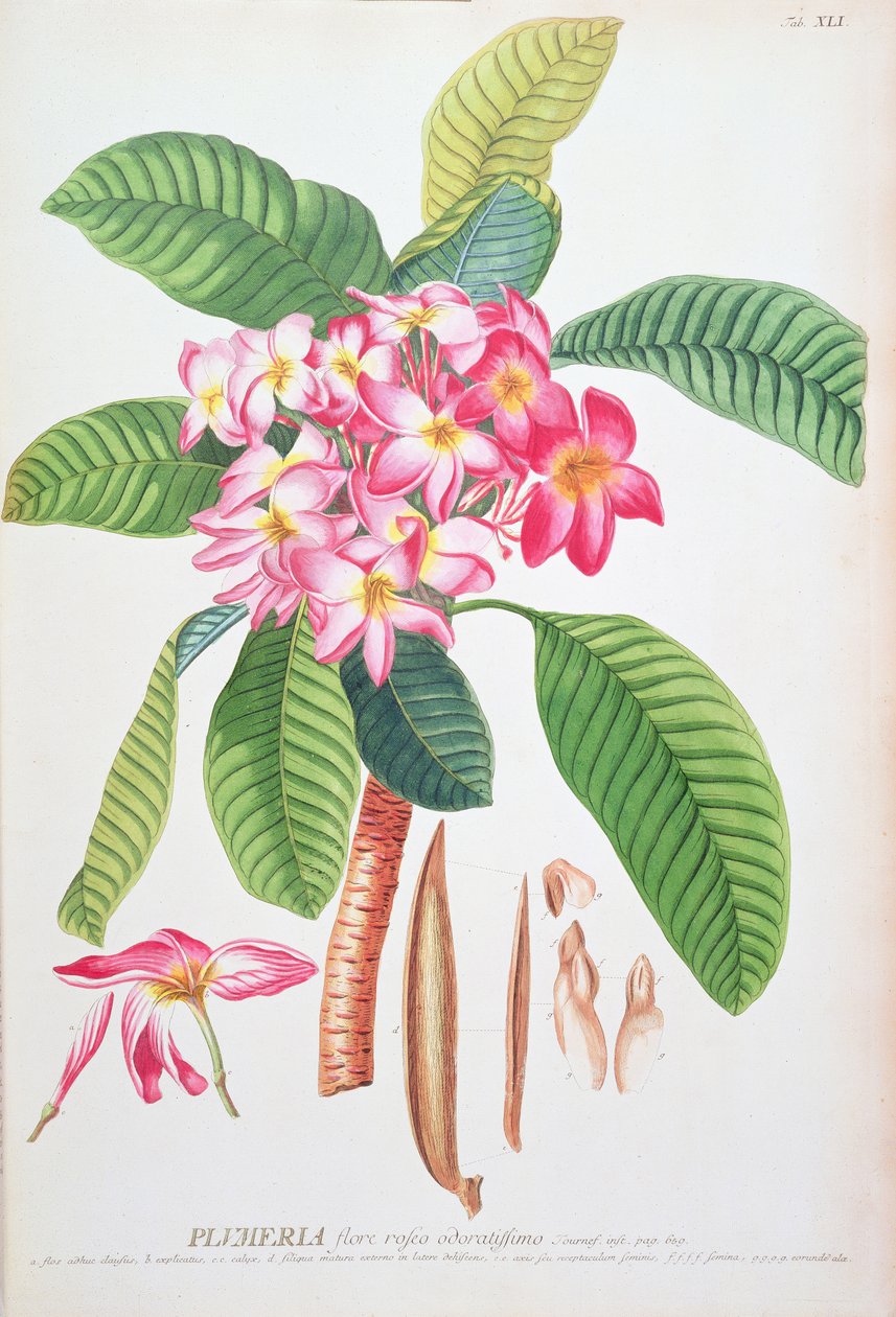 Plumeria: fra Plantae Selectae, af Christoph Jacob Trew og Georg Dionysius Ehret (1710-70); Frangipanier; af Christoph Jacob & Ehert Georg Dionysius (1708/9 70) Trew