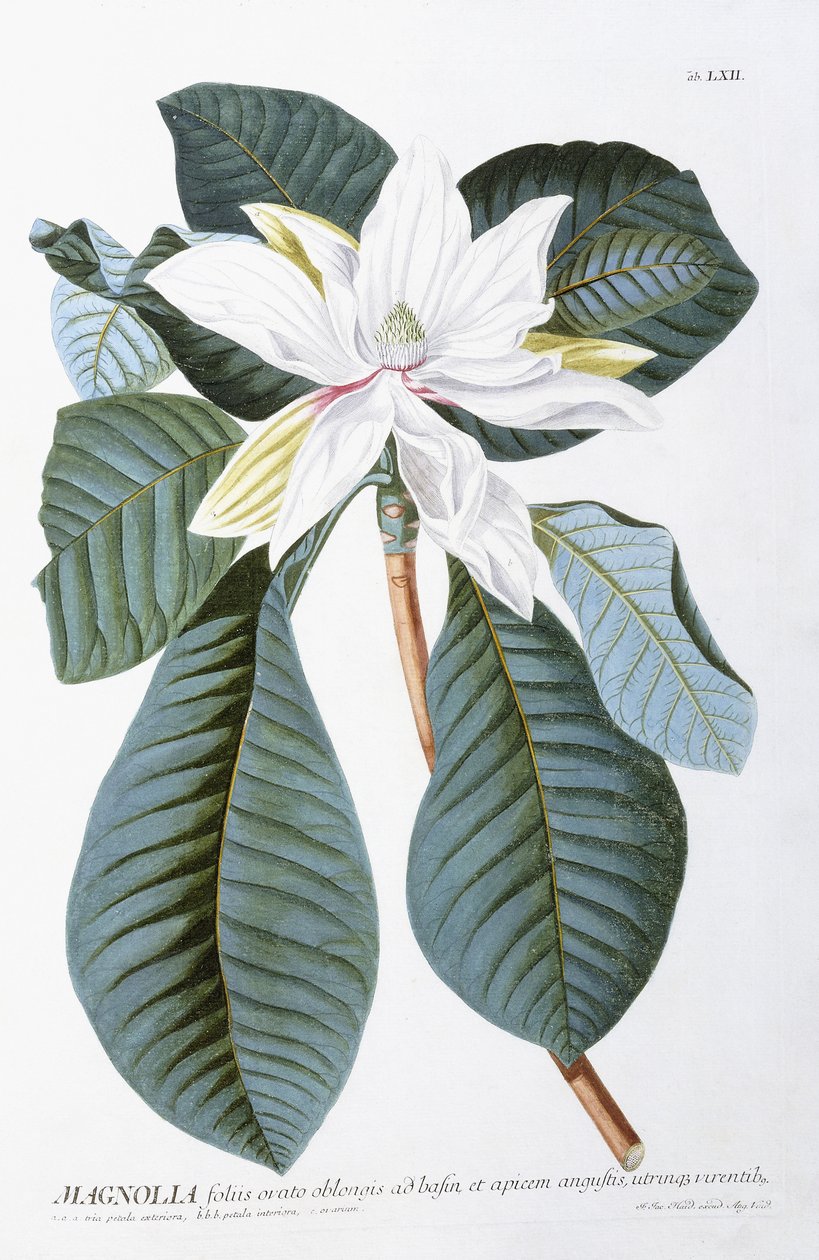 Magnolia, 1750-1773 af Christoph Jacob Trew