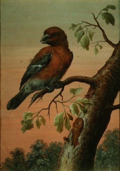 En papegøje på en gren, (gouache),(se også 60076) af Christoph Ludwig Agricola