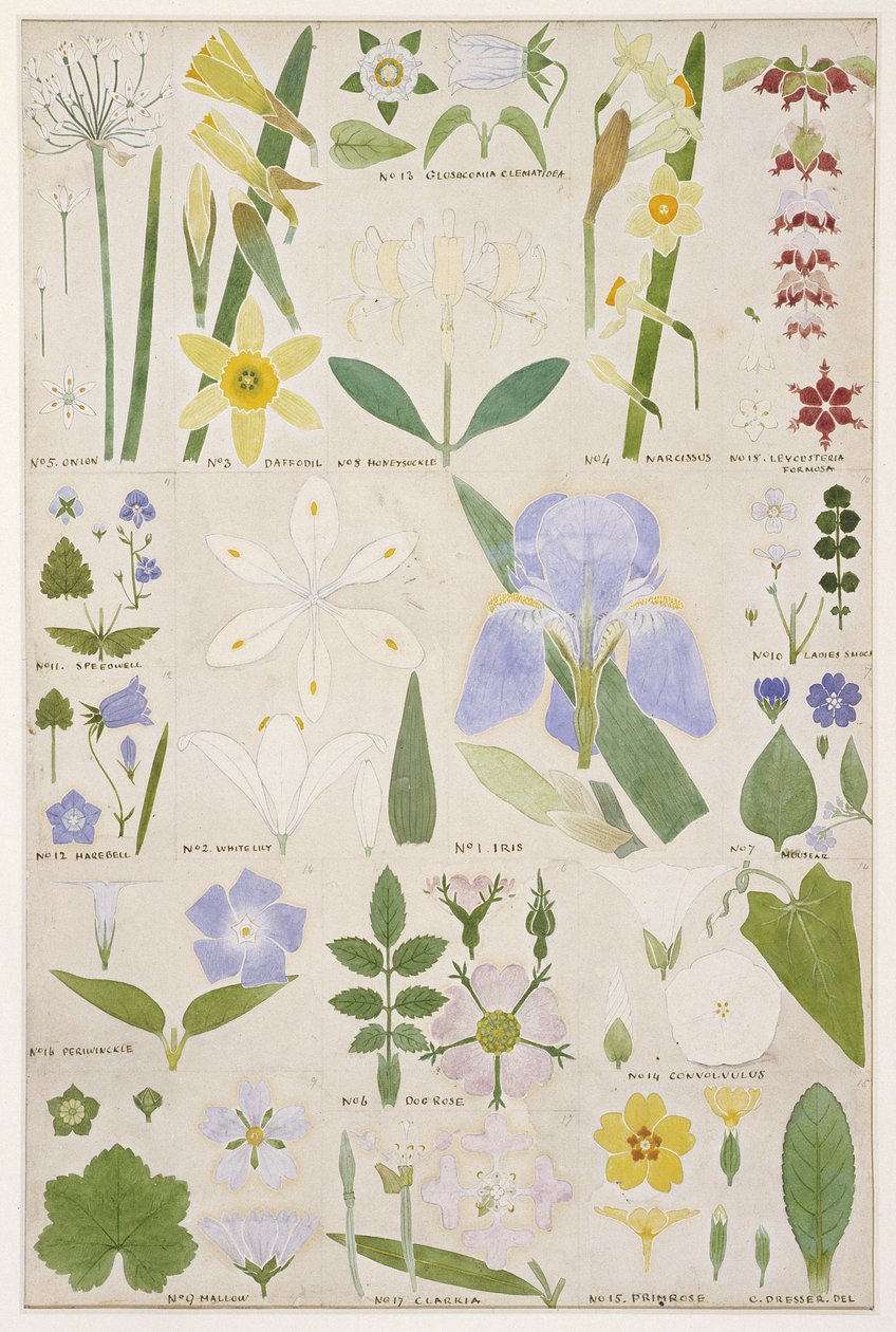 Botanisk illustration, original fra Owen Jones (1809-74) 