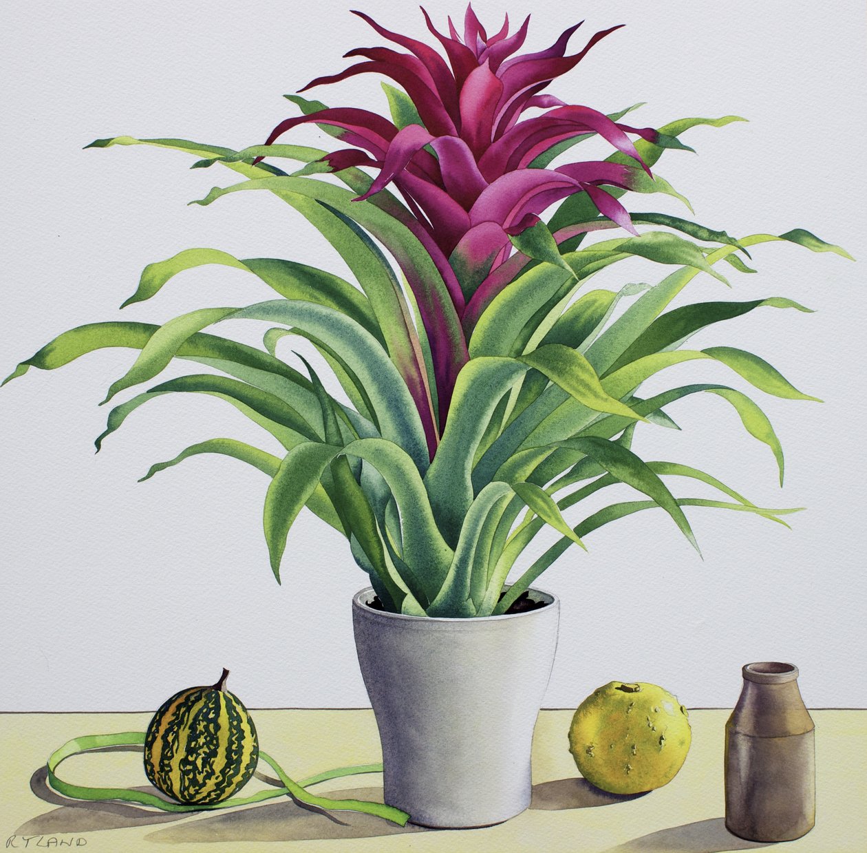 Stilleben med bromeliade (akvarel på papir) af Christopher Ryland