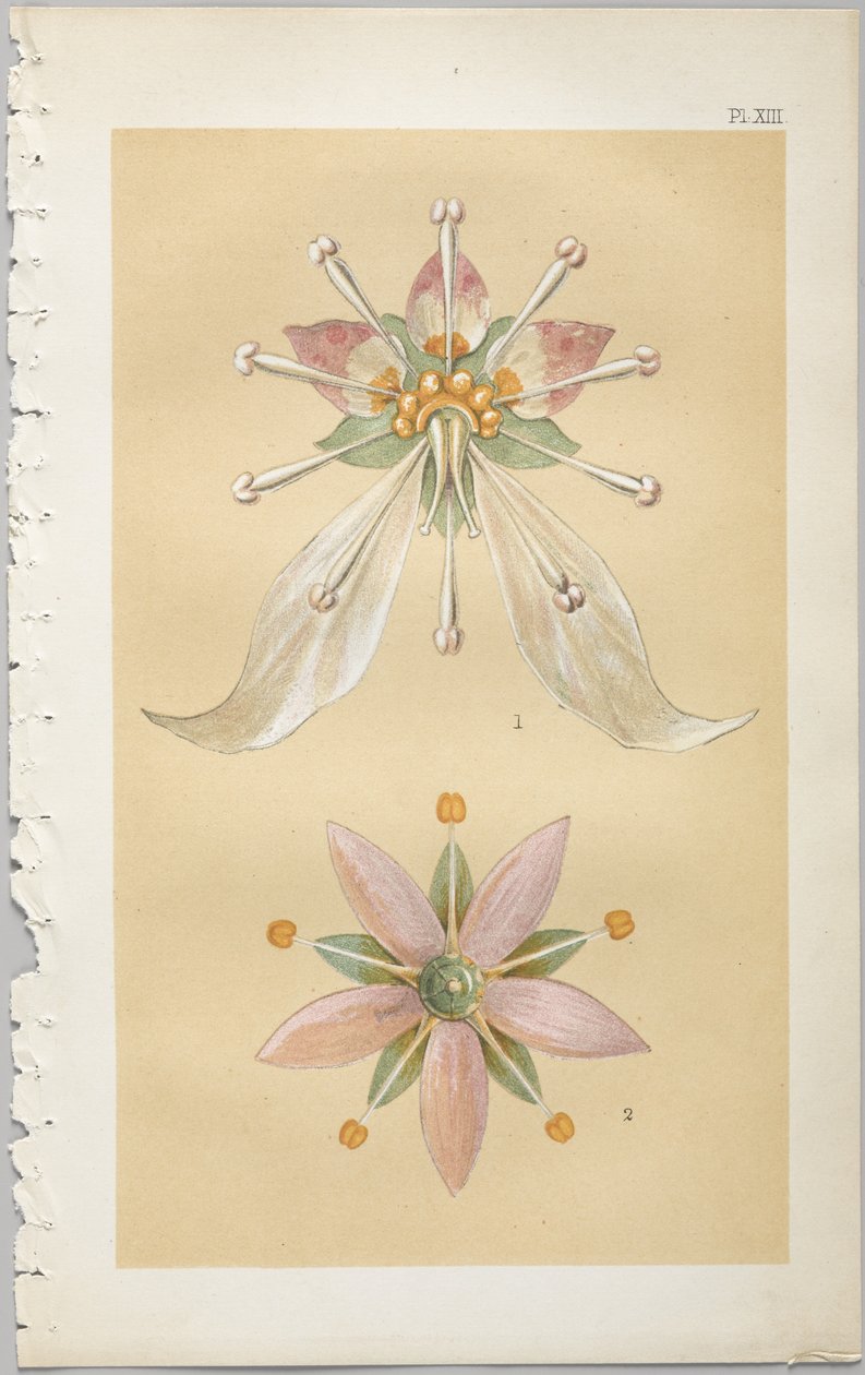 Kunsten at dekorativt design: med et appendiks, der angiver de timer på dagen, hvor blomsterne åbner, udgivet af Day & Son, London, 1862 af Christopher Dresser