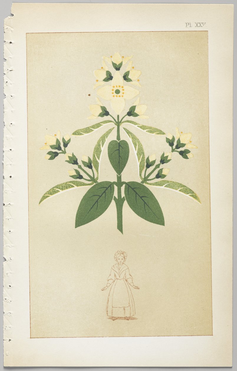 Kunsten at dekorativt design: med et appendiks, der angiver de timer på dagen, hvor blomsterne åbner, udgivet af Day & Son, London, 1862 af Christopher Dresser