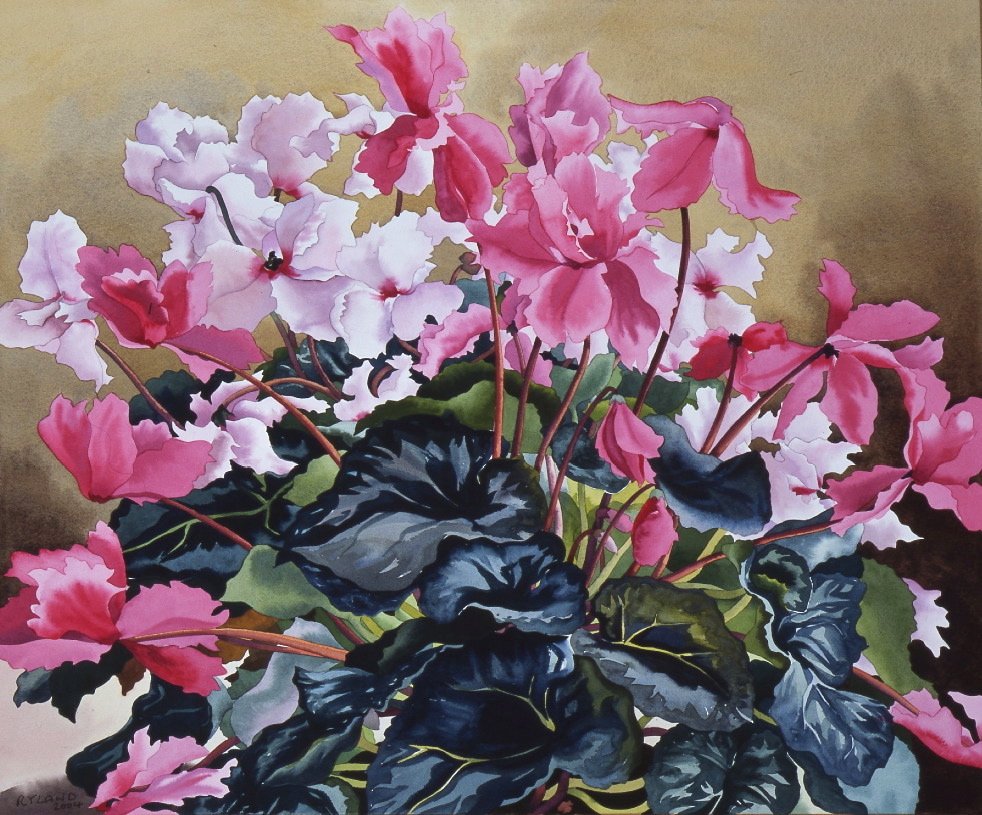 Cyclamen, 2004 (akvarel på papir) af Christopher Ryland