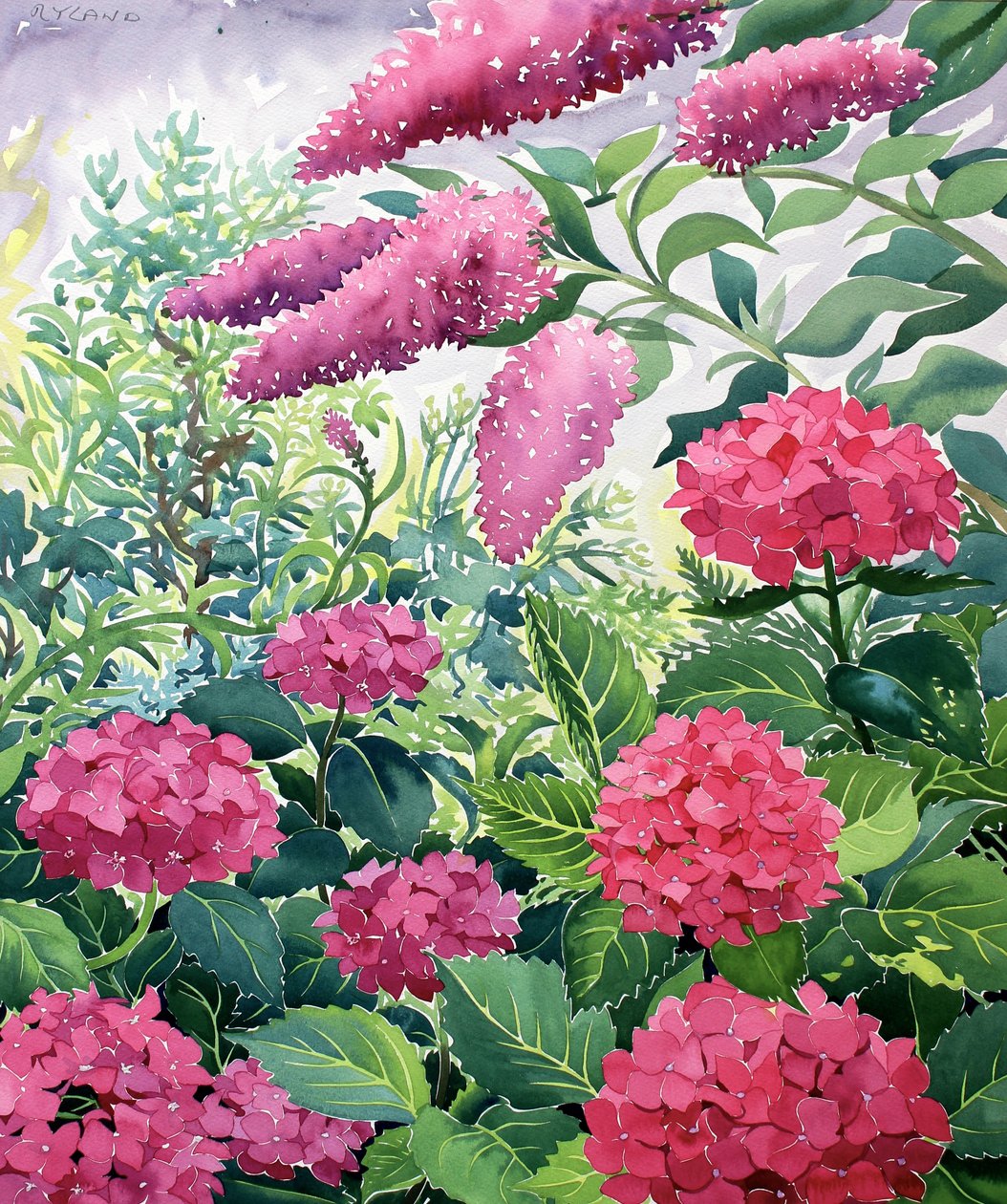Havehortensia og Buddleia (akvarel på papir) af Christopher Ryland