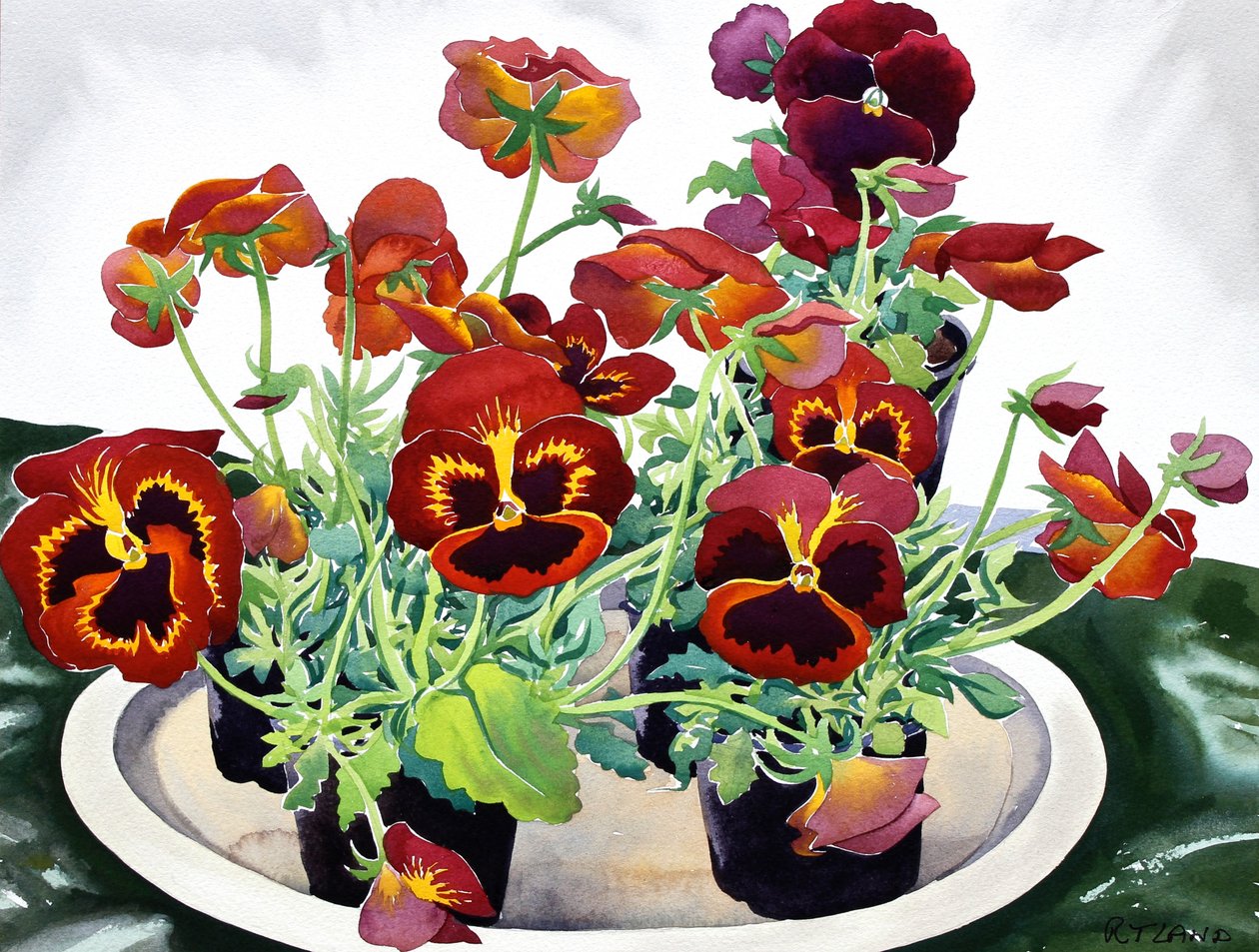 Stedmoderblomster, 2018 (akvarel på papir) af Christopher Ryland