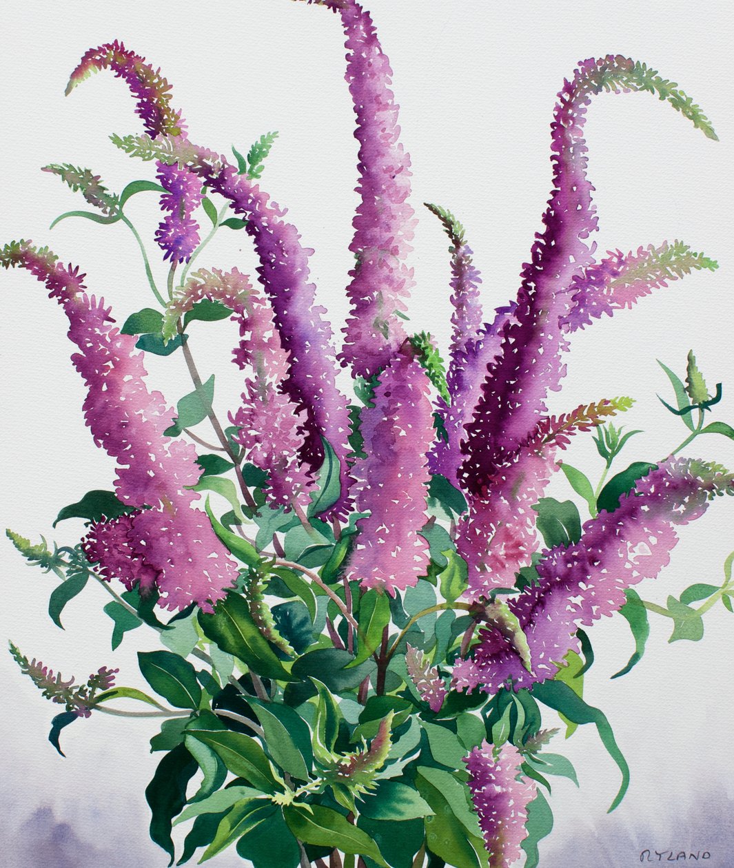Vilde Buddleia af Christopher Ryland