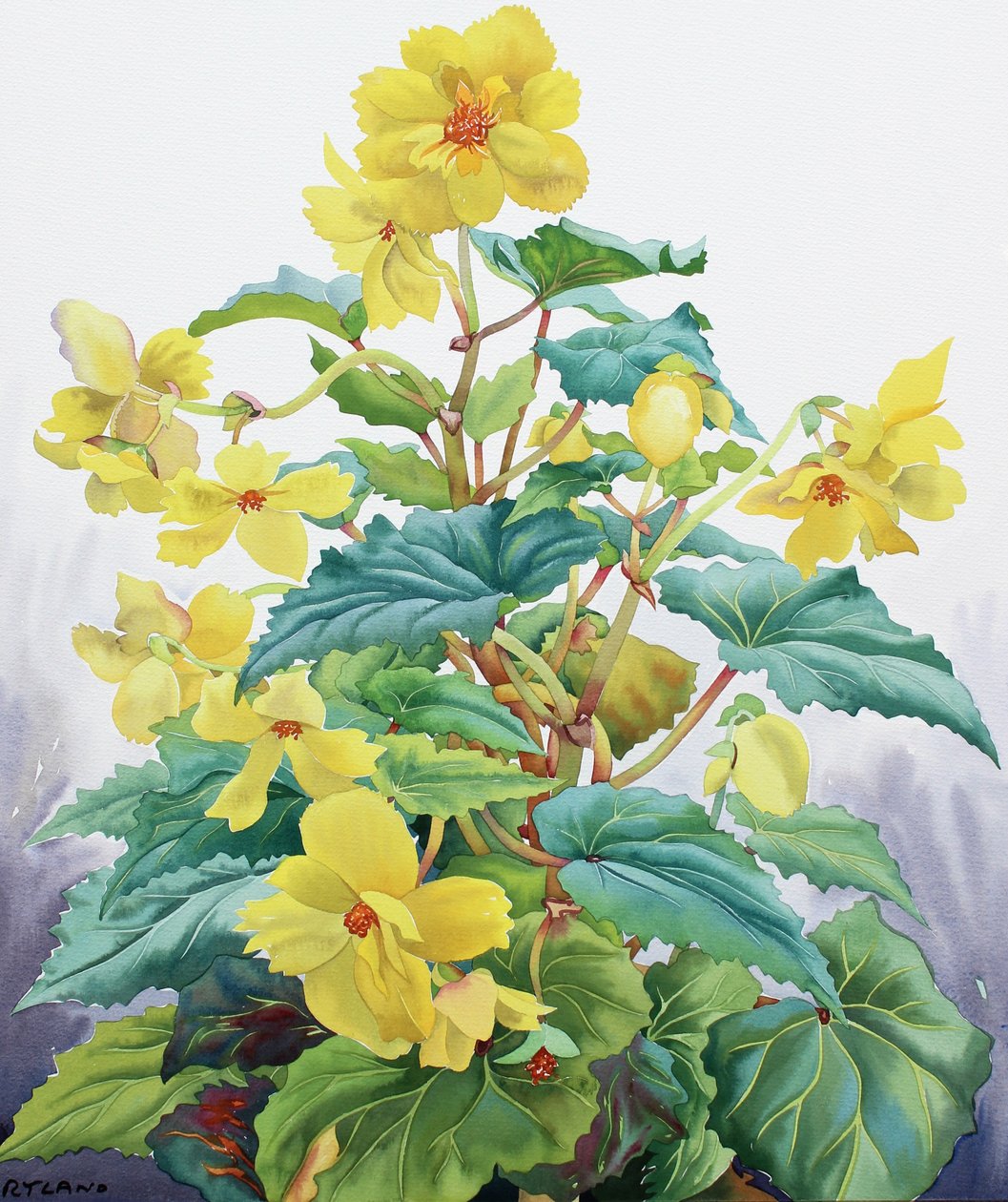 Gul Begonia 2 af Christopher Ryland