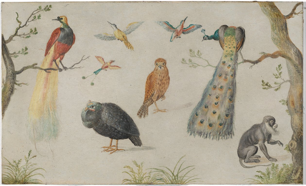 Studie af fugle og aber af Circle of Jan van Kessel the Elder