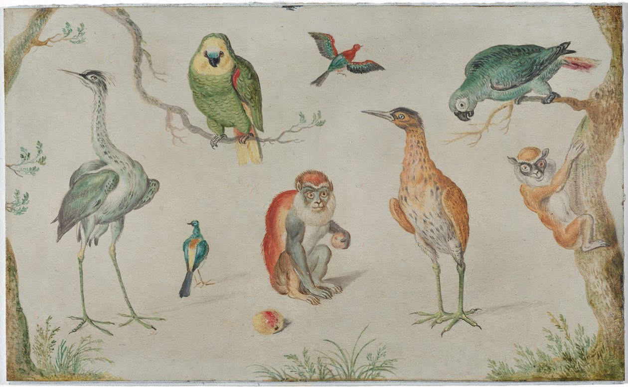 Studie af fugle og aber af Circle of Jan van Kessel the Elder