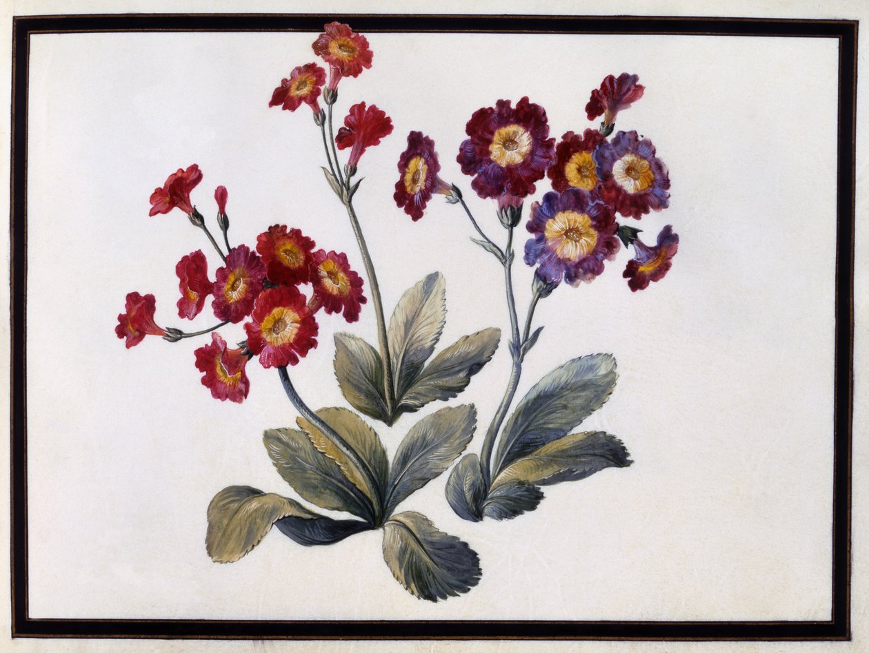 Auricula, ca. 1690 af Claude Aubriet