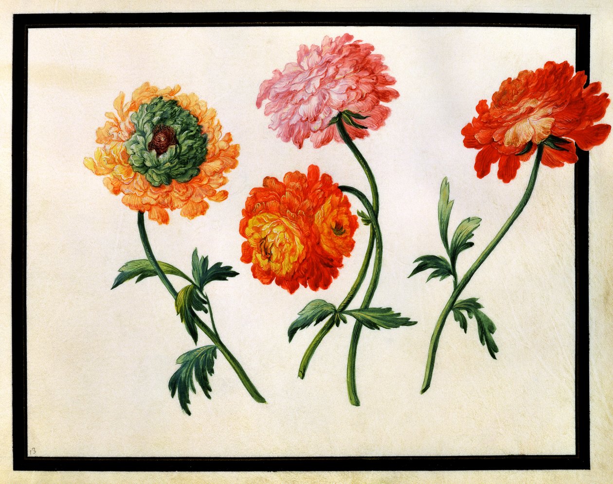 Krysantemum af Claude Aubriet