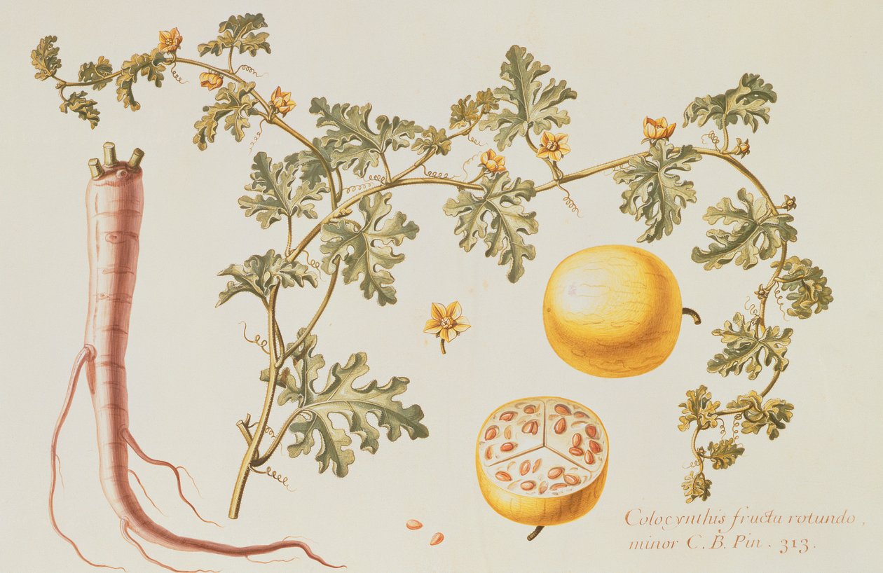 Citrullus Colocynthis (bitt æble og bitter agurk) (wc og gouache på vellum) af Claude Aubriet