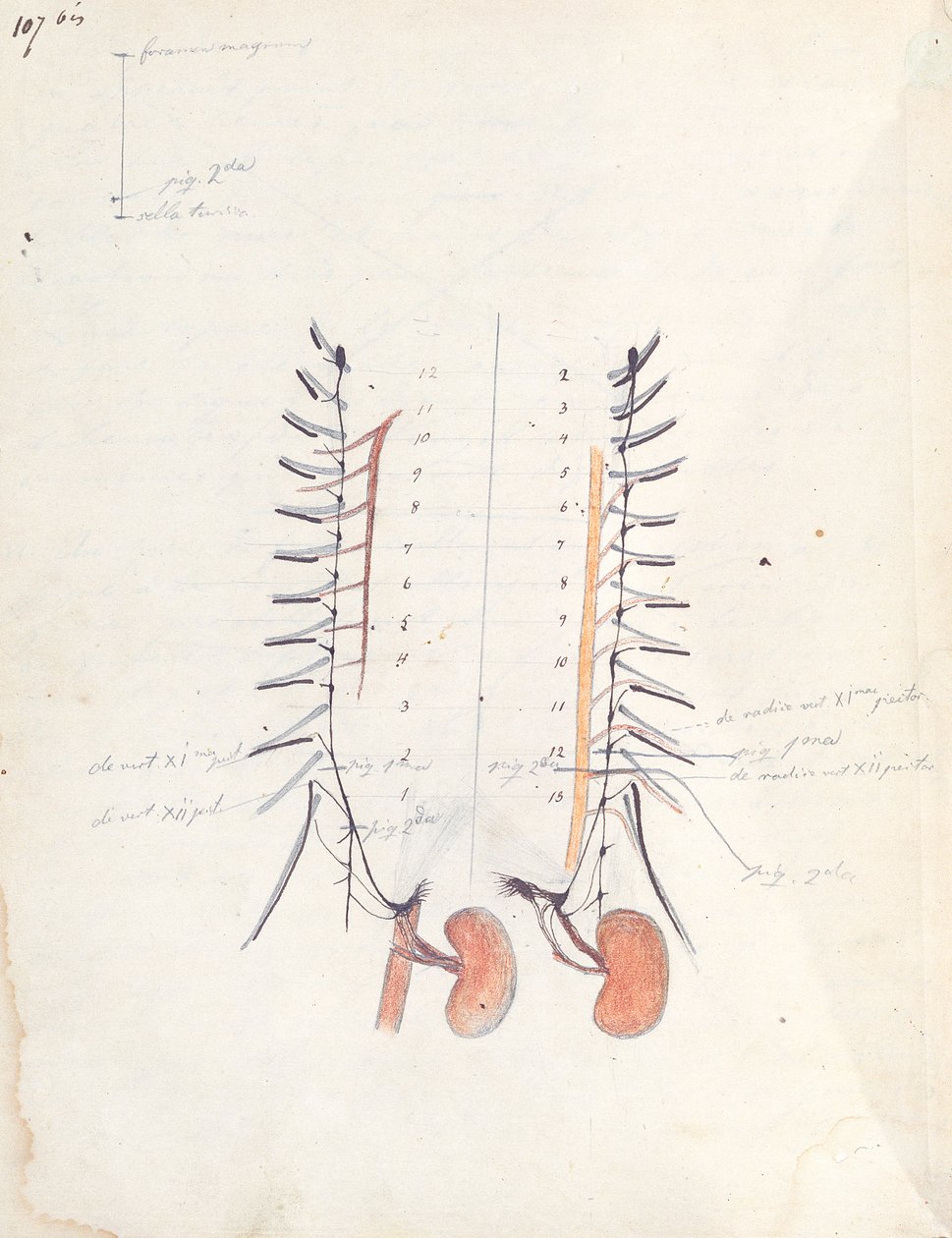 The Kidneys, ca. 1843 (pen & blæk og farveblyant på papir) af Claude Bernard