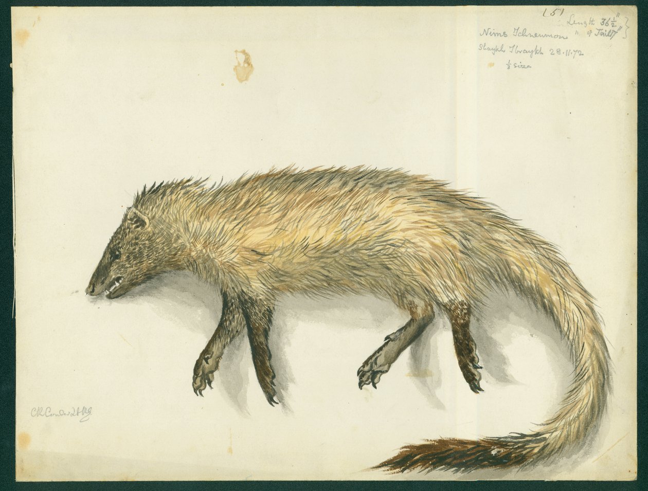 Mongoose, 1872 (wc og blyant på papir) af Claude Conder