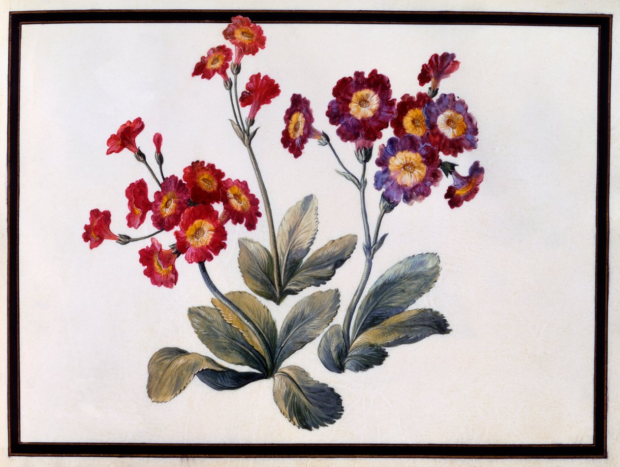 Auricula, ca. 1690 gouache på papir. af Claude Aubriet